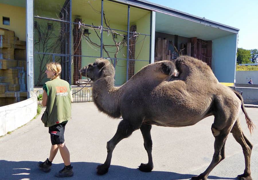 Moderniserade Zoologisk Have - Karavan reseguider