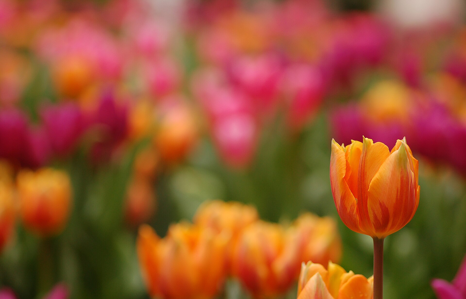 Närbild på orange tulpan i ett tulpanfält med orangea och rosa blommor
