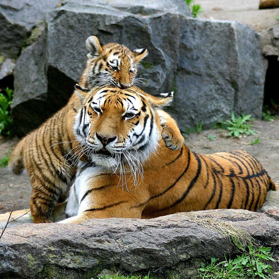 Tigrar på Berlins zoo