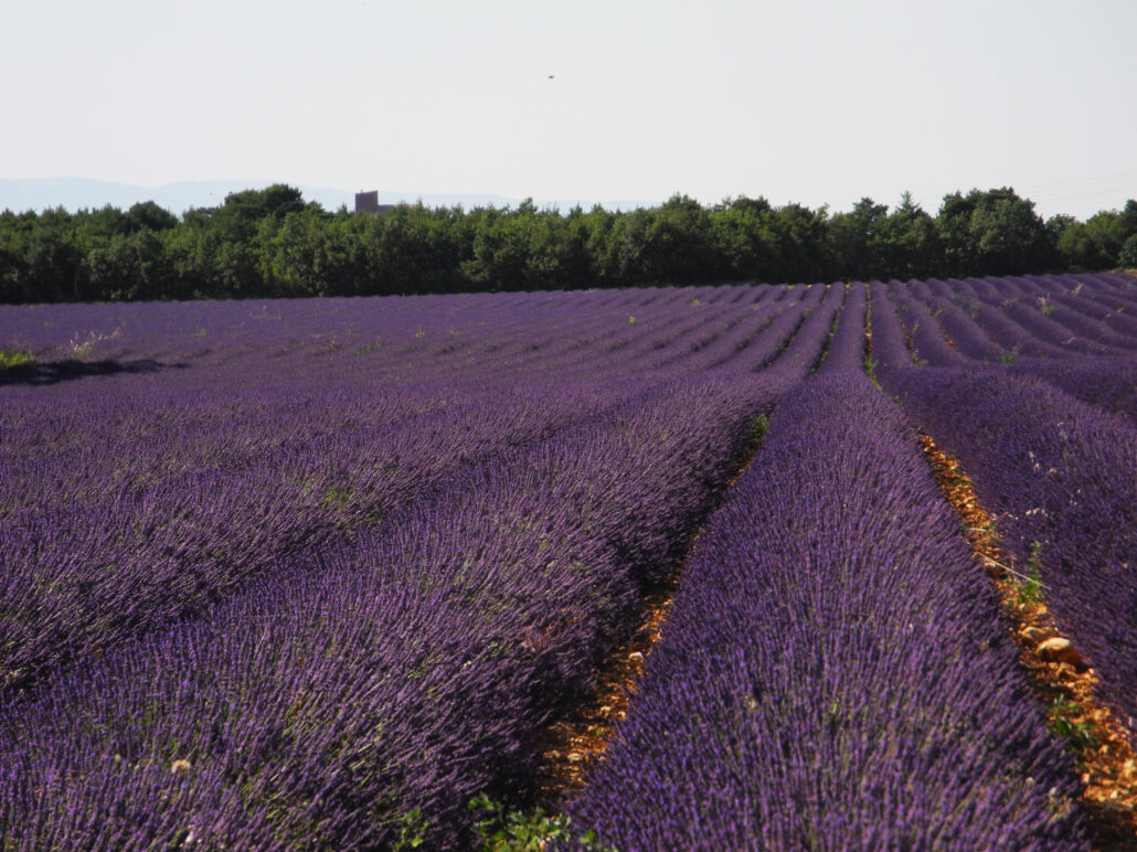 Lavendelfält i Provence, vy över landskap och berg