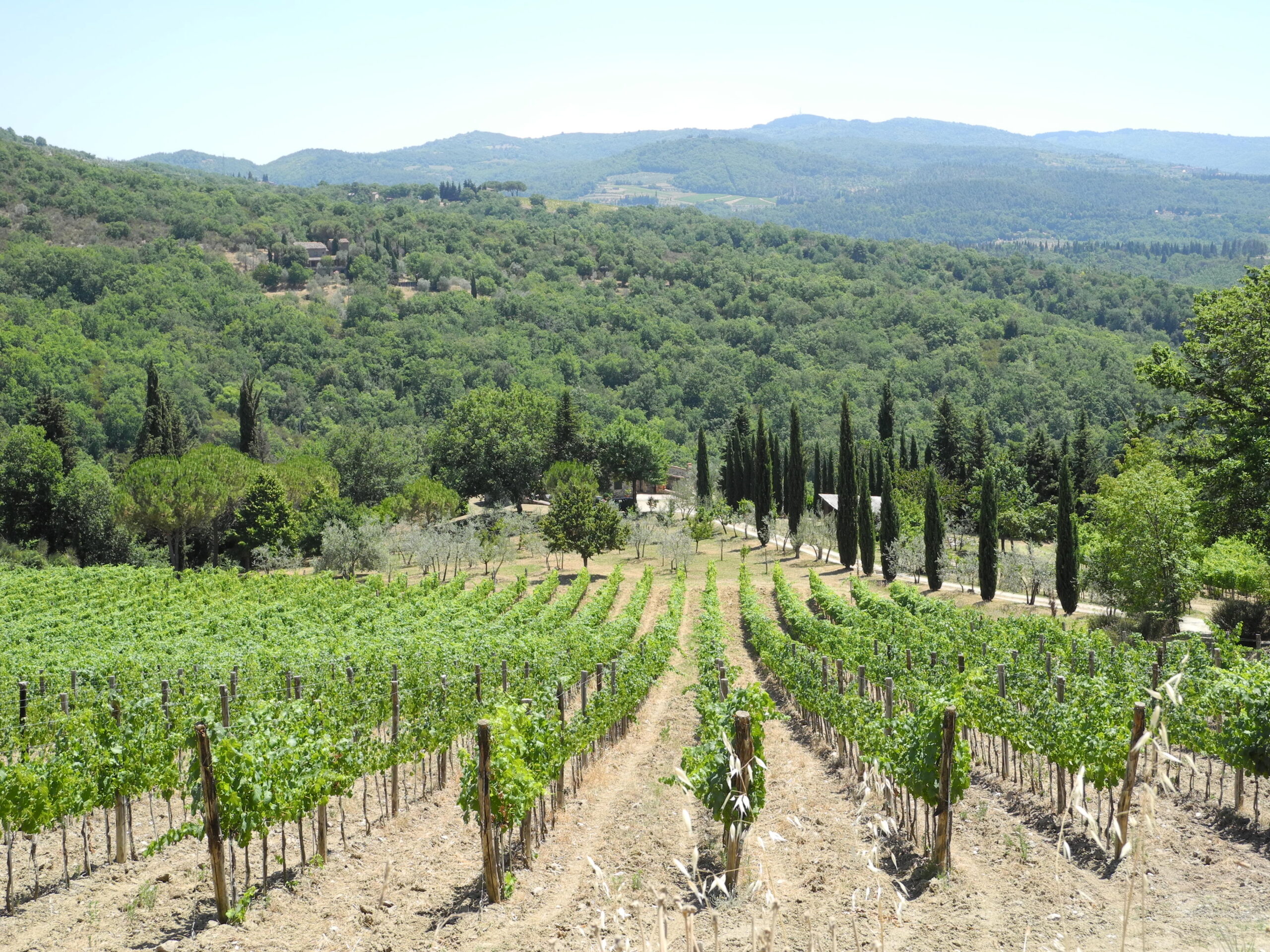 Vinodlingar och landskap i Toscana